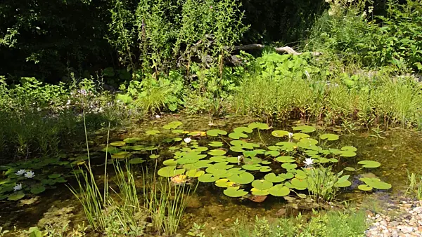 498070 - Garden pond with water lilies (Nymphaea)