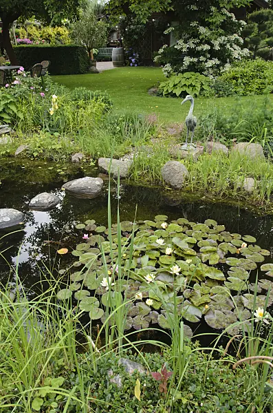545137 - Garden pond with water lilies (Nymphaea)