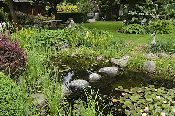 545139 - Garden pond with water lilies (Nymphaea)