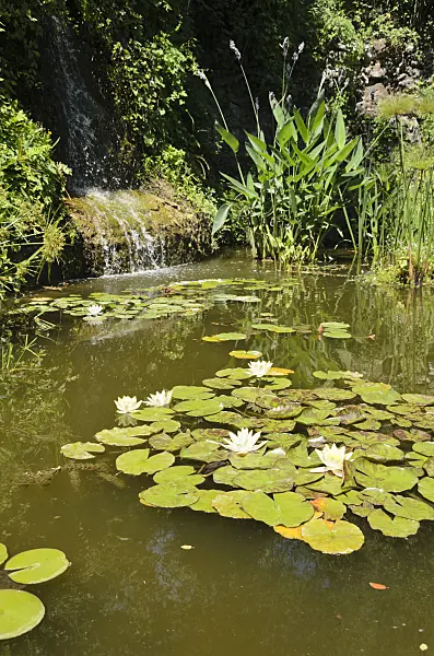 557295 - Garden pond with water lilies (Nymphaea)