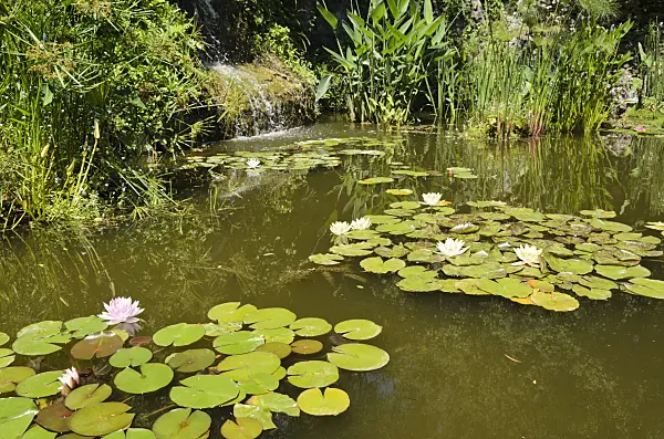 557296 - Garden pond with water lilies (Nymphaea)