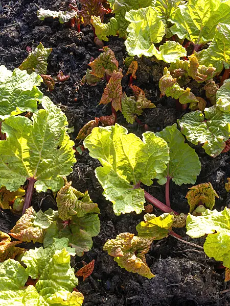 458013 - Garden rhubarb (Rheum rhabarbarum syn. Rheum undulatum)