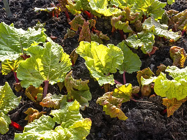 458014 - Garden rhubarb (Rheum rhabarbarum syn. Rheum undulatum)