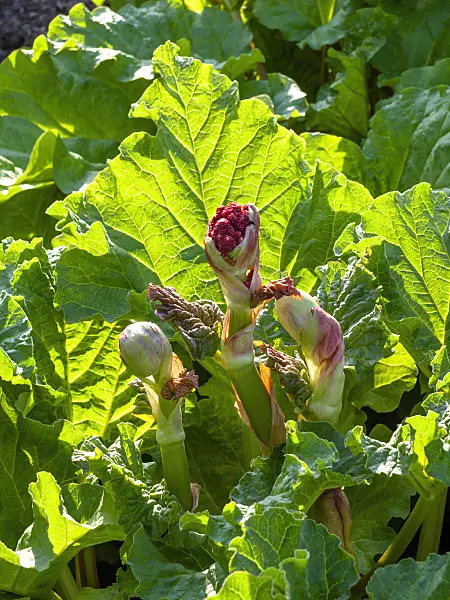 459014 - Garden rhubarb (Rheum rhabarbarum syn. Rheum undulatum)