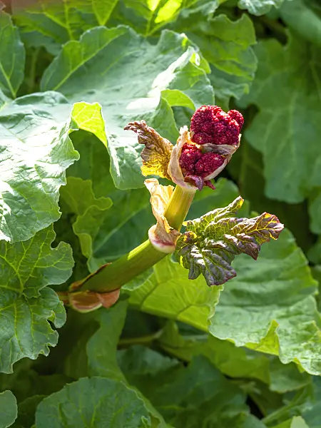 459015 - Garden rhubarb (Rheum rhabarbarum syn. Rheum undulatum)