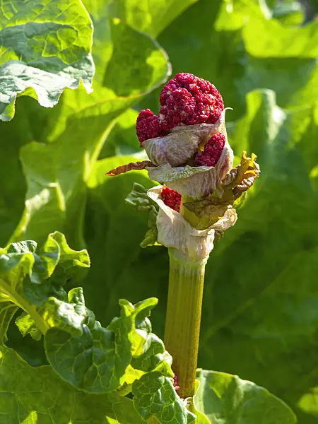 459016 - Garden rhubarb (Rheum rhabarbarum syn. Rheum undulatum)