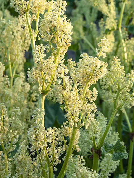 460072 - Garden rhubarb (Rheum rhabarbarum syn. Rheum undulatum)