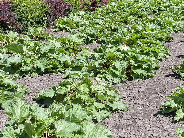 485151 - Garden rhubarb (Rheum rhabarbarum syn. Rheum undulatum)