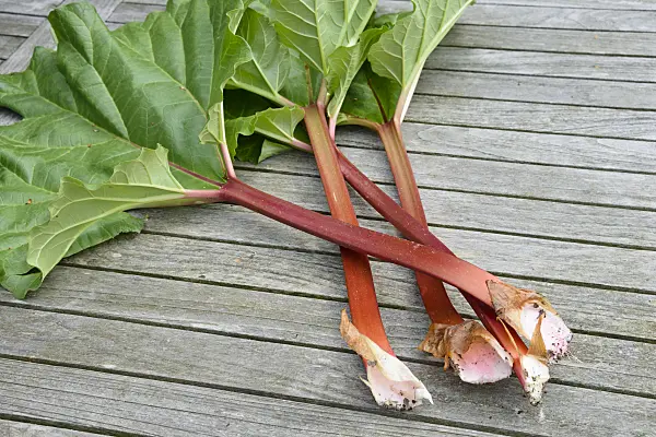 531231 - Garden rhubarb (Rheum rhabarbarum syn. Rheum undulatum)