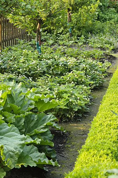 484334 - Garden rhubarbs (Rheum rhabarbarum syn. Rheum undulatum) and garden strawberry (Fragaria x ananassa)