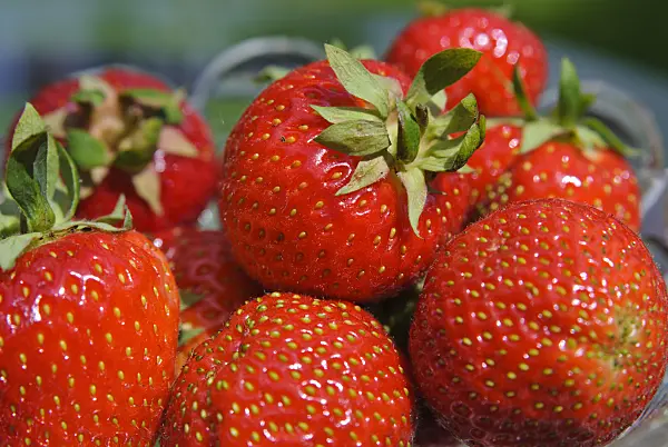 481027 - Garden strawberry (Fragaria x ananassa)