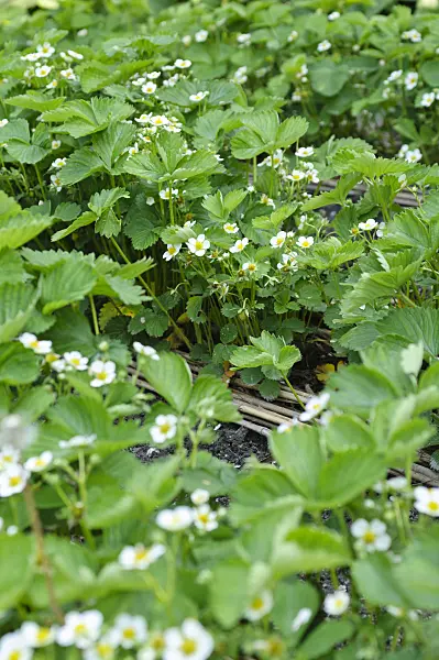 484294 - Garden strawberry (Fragaria x ananassa)
