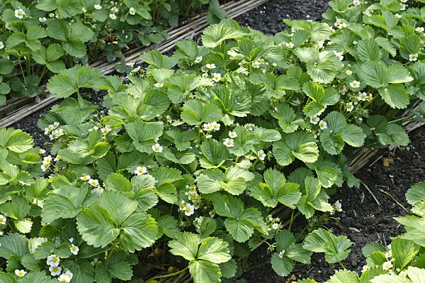 484296 - Garden strawberry (Fragaria x ananassa)