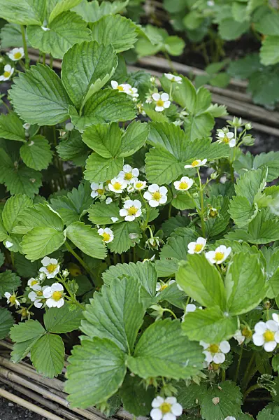 484297 - Garden strawberry (Fragaria x ananassa)