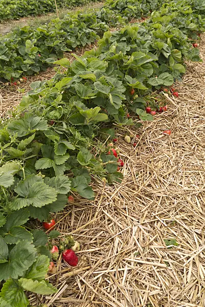 545171 - Garden strawberry (Fragaria x ananassa)