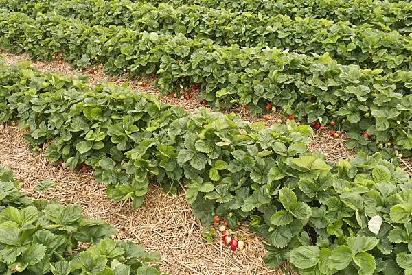 545172 - Garden strawberry (Fragaria x ananassa)