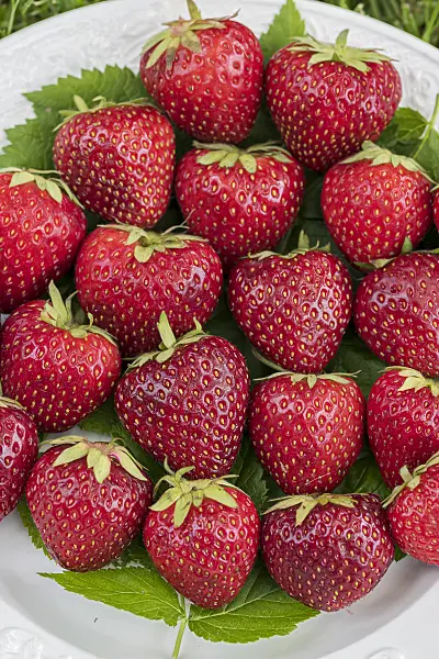 616010 - Garden strawberry (Fragaria x ananassa)
