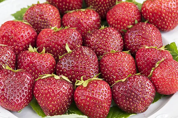 616011 - Garden strawberry (Fragaria x ananassa)