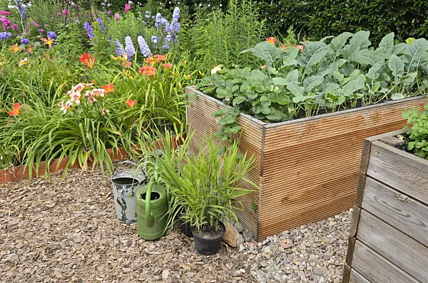546049 - Garden strawberry (Fragaria x ananassa) and kohlrabi (Brassica oleracea var. gongyloides) in raised beds