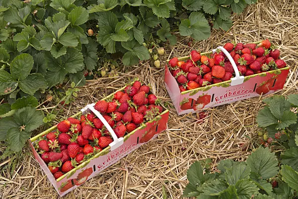 545173 - Garden strawberry (Fragaria x ananassa) in a basket