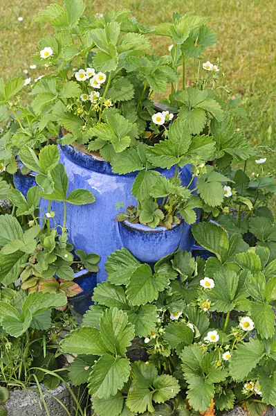 472028 - Garden strawberry (Fragaria x ananassa) in a blue tub