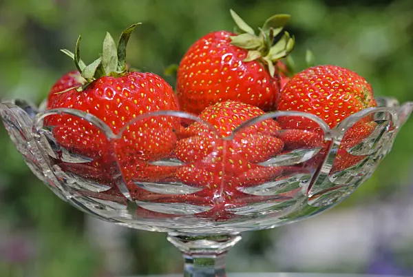 481026 - Garden strawberry (Fragaria x ananassa) in a glass bowl