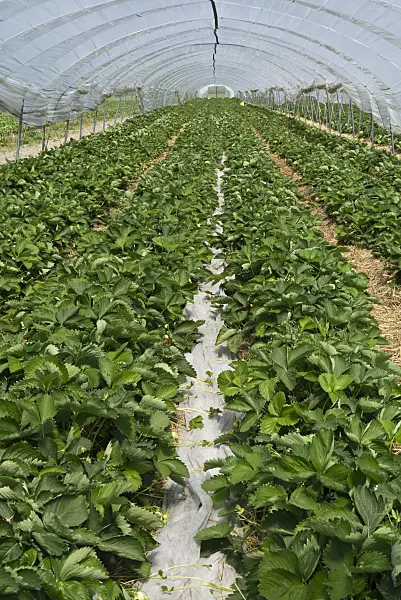 556121 - Garden strawberry (Fragaria x ananassa) in a poly greenhouse