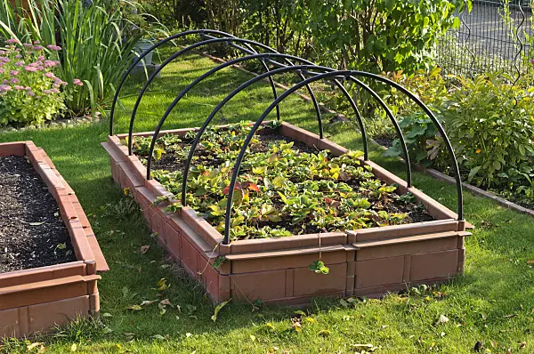 476102 - Garden strawberry (Fragaria x ananassa) in a raised bed