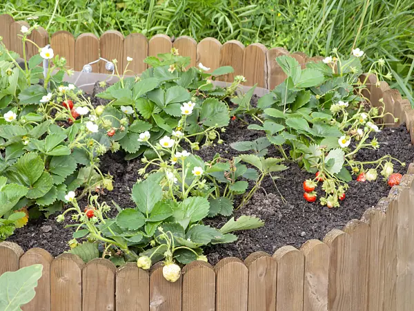 476173 - Garden strawberry (Fragaria x ananassa) in a raised bed