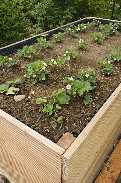 544107 - Garden strawberry (Fragaria x ananassa) in a raised bed