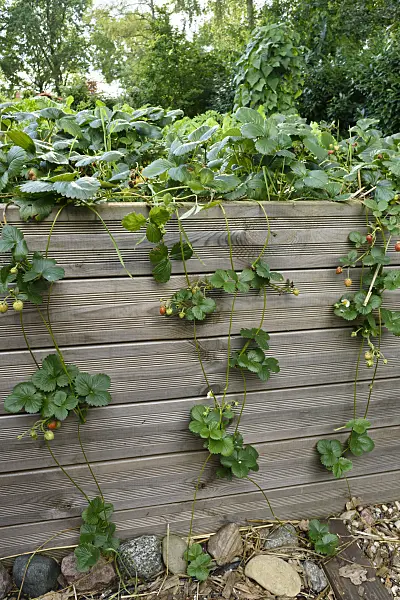 559099 - Garden strawberry (Fragaria x ananassa) in a raised bed