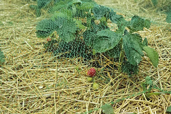428279 - Garden strawberry (Fragaria x ananassa) on a layer of straw, protected by a net