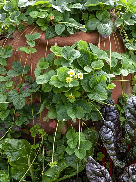 450028 - Garden strawberry (Fragaria x ananassa 'Weisse Ananas')