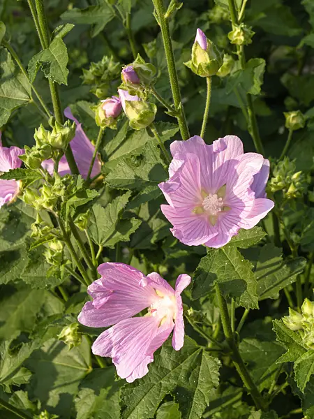 438278 - Garden tree mallow (Lavatera thuringiaca)
