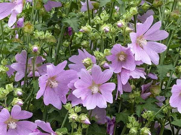 449051 - Garden tree mallow (Lavatera thuringiaca)