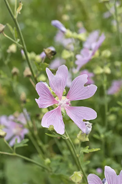 510168 - Garden tree mallow (Lavatera thuringiaca)