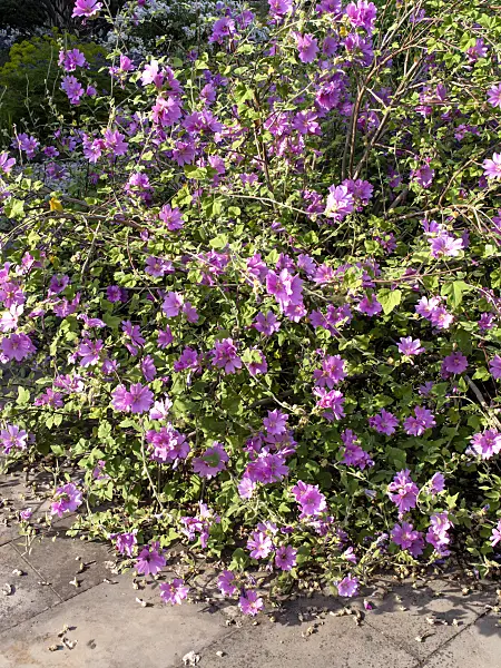 462045 - Garden tree mallow (Lavatera thuringiaca 'Kew Rose')