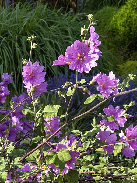 462046 - Garden tree mallow (Lavatera thuringiaca 'Kew Rose')