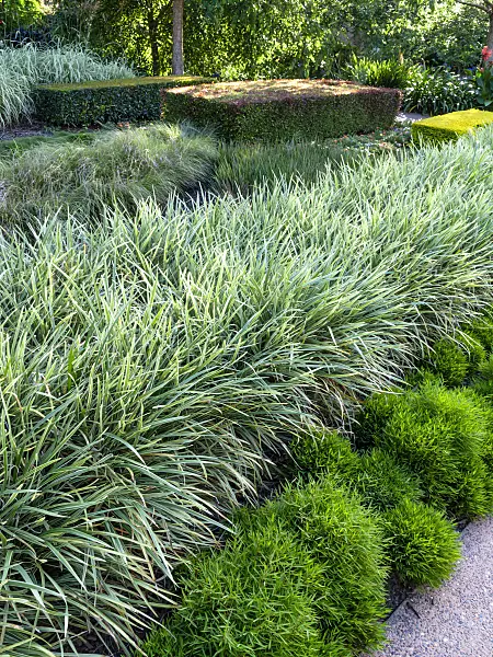 455048 - Garden with different types of grass in rows and large mossy stone boulders