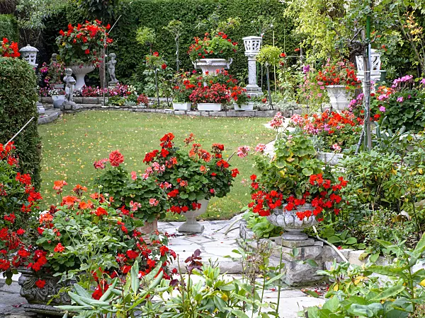 477136 - Garden with pelargoniums (Pelargonium)