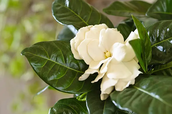 483138 - Gardenia augusta syn. Gardenia jasminoides