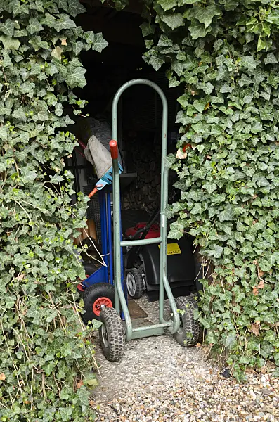 520148 - Gardening tools in an ivy-covered shed