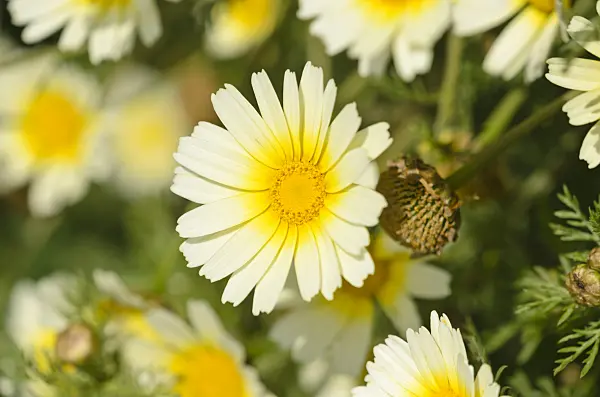 533210 - Garland chrysanthemum (Glebionis coronaria var. discolor syn. Pinardia coronaria var. discolor)
