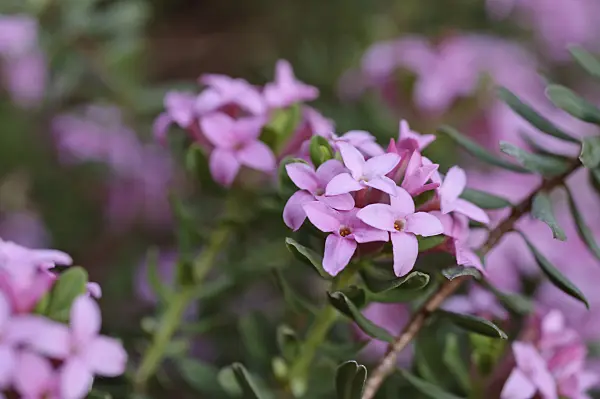 471348 - Garland flower (Daphne cneorum)