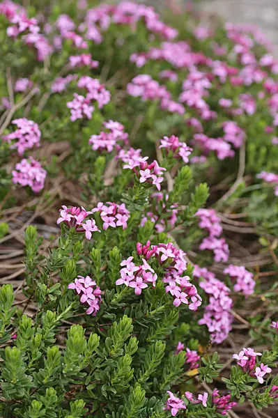 484039 - Garland flower (Daphne cneorum)