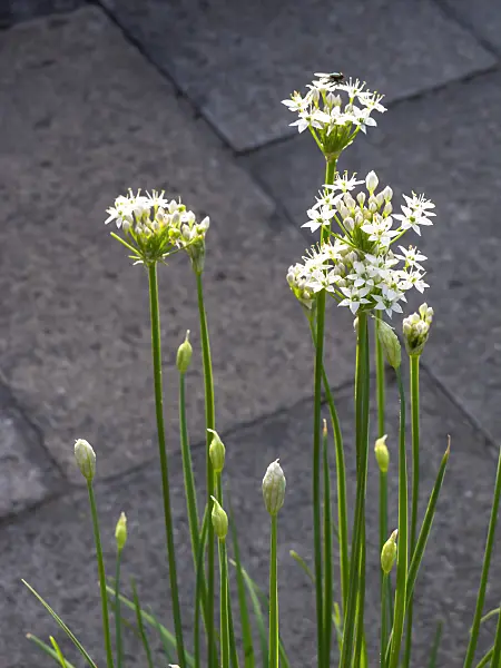 440225 - Garlic (Allium sativum)