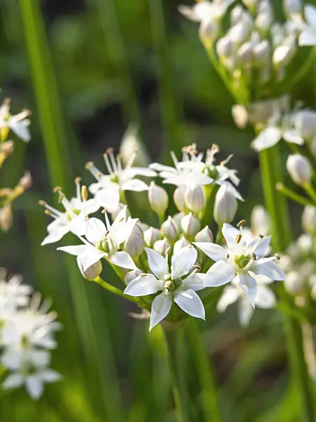 440226 - Garlic (Allium sativum)
