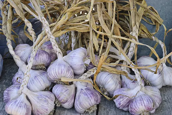 475045 - Garlic (Allium sativum)