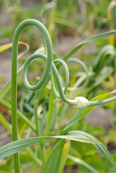500185 - Garlic (Allium sativum)