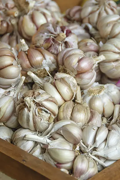 517281 - Garlic (Allium sativum)